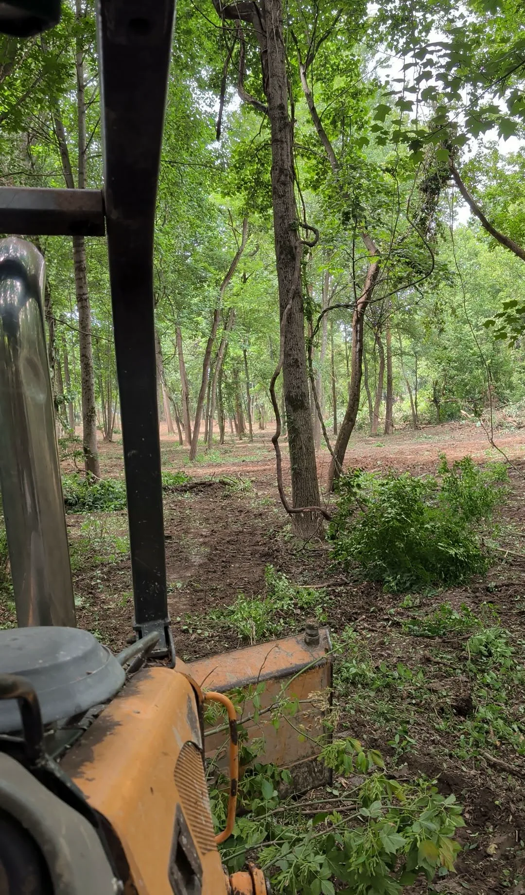 Land clearing crew removing trees and brush on a Northern Kentucky property